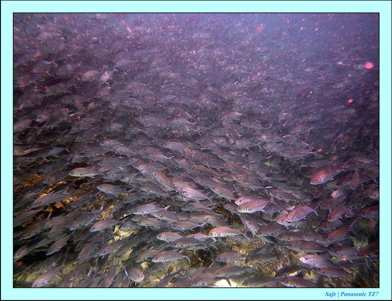 2011 - 08 - Borneo - Sipadan 091